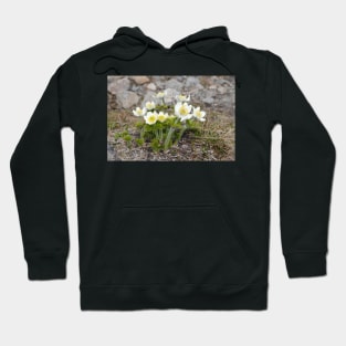 Anemone occidentalis - western pasqueflower Hoodie